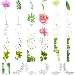 Flower PNG Transparent Images